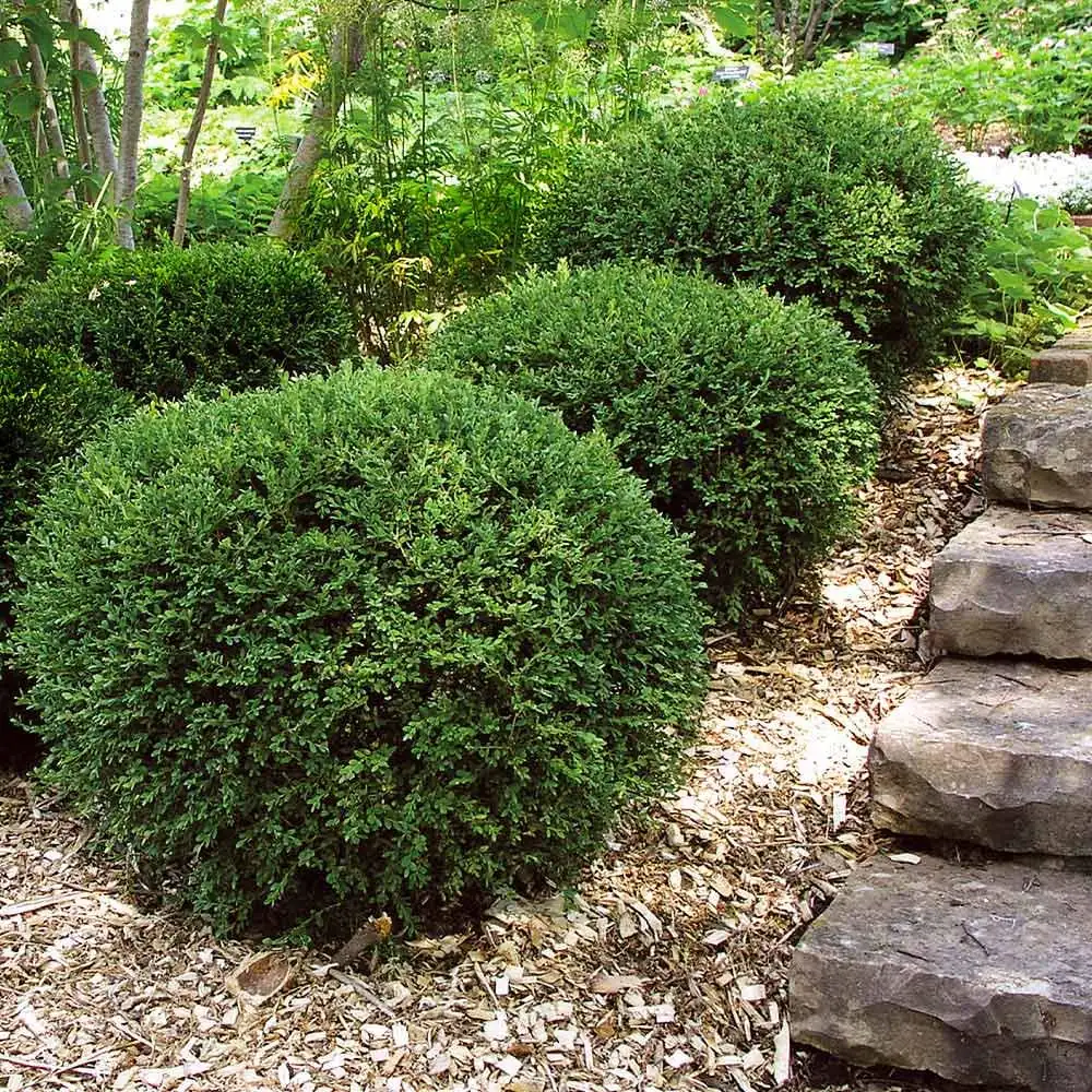 3 Wintergreen Boxwood Hedge Starter Plugs – Evergreen Shrub – Min. 2-4" Tall - Image 3