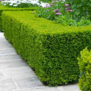 3 Wintergreen Boxwood Hedge Starter Plugs – Evergreen Shrub – Min. 2-4