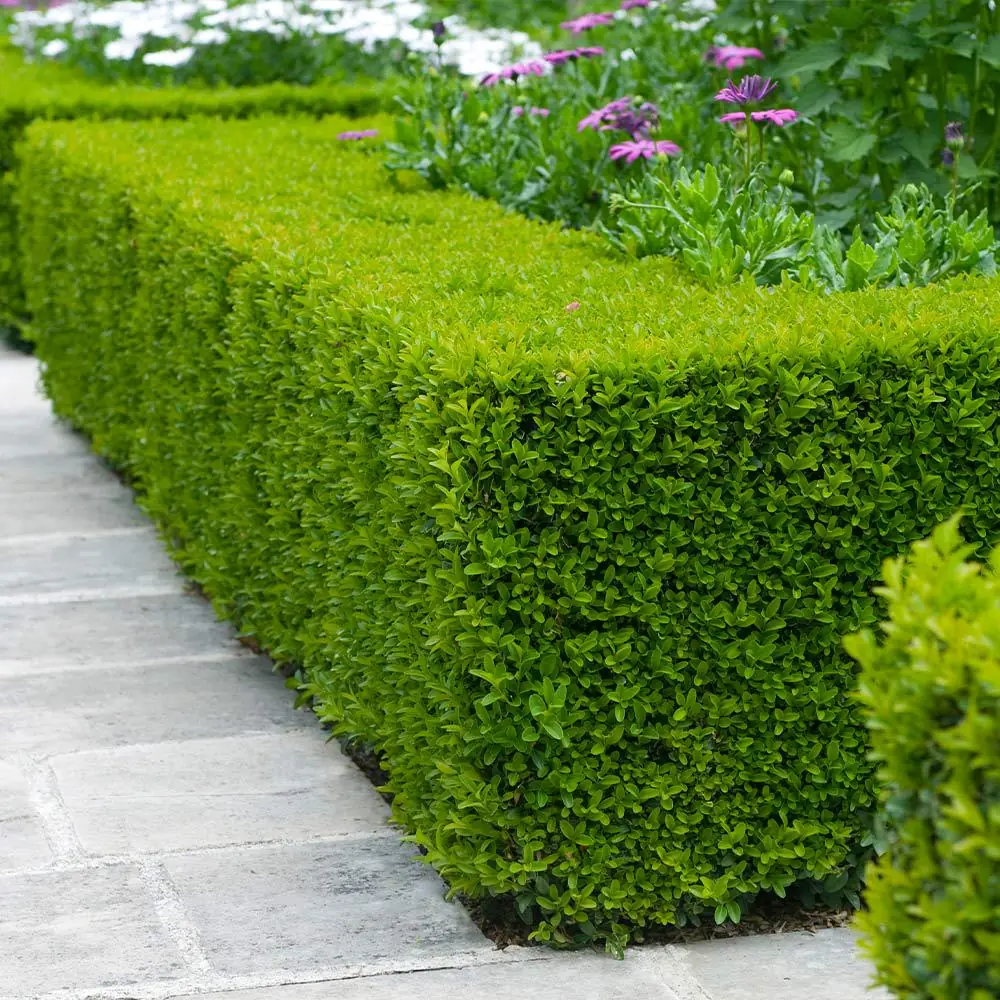 3 Wintergreen Boxwood Hedge Starter Plugs – Evergreen Shrub – Min. 2-4" Tall - Image 5
