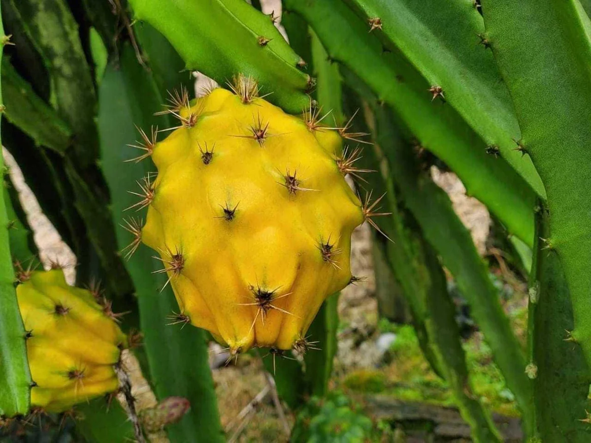 3 Yellow Dragon Fruit Starter Plugs - Selenicereus megalanthus Live Plant - Image 2