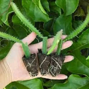 3 Yellow Dragon Fruit Starter Plugs - Selenicereus megalanthus Live Plant - Image 3