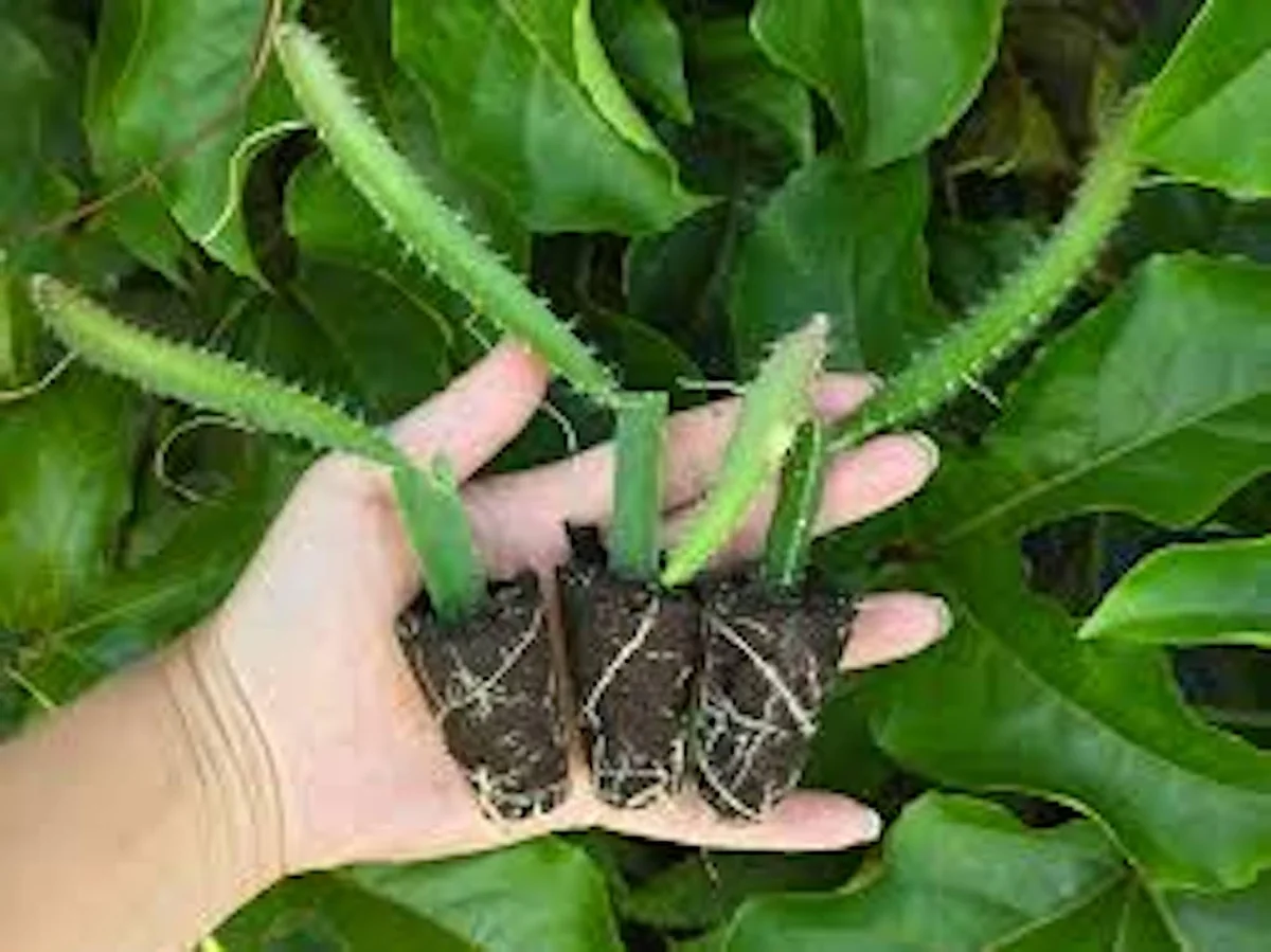 3 Yellow Dragon Fruit Starter Plugs - Selenicereus megalanthus Live Plant - Image 3