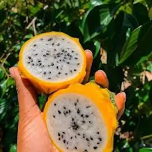 3 Yellow Dragon Fruit Starter Plugs - Selenicereus megalanthus Live Plant - Image 4