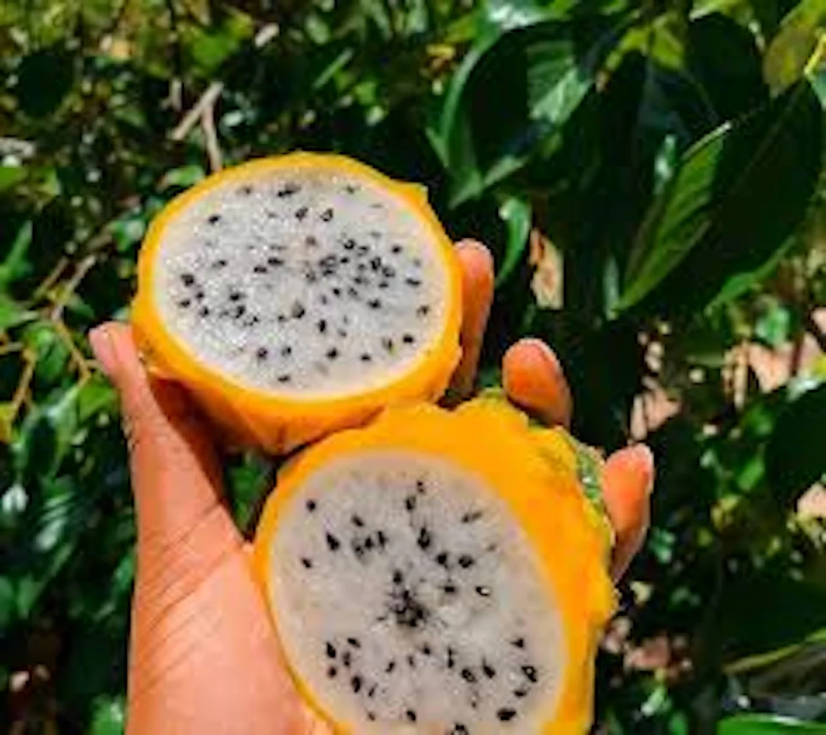 3 Yellow Dragon Fruit Starter Plugs - Selenicereus megalanthus Live Plant - Image 4