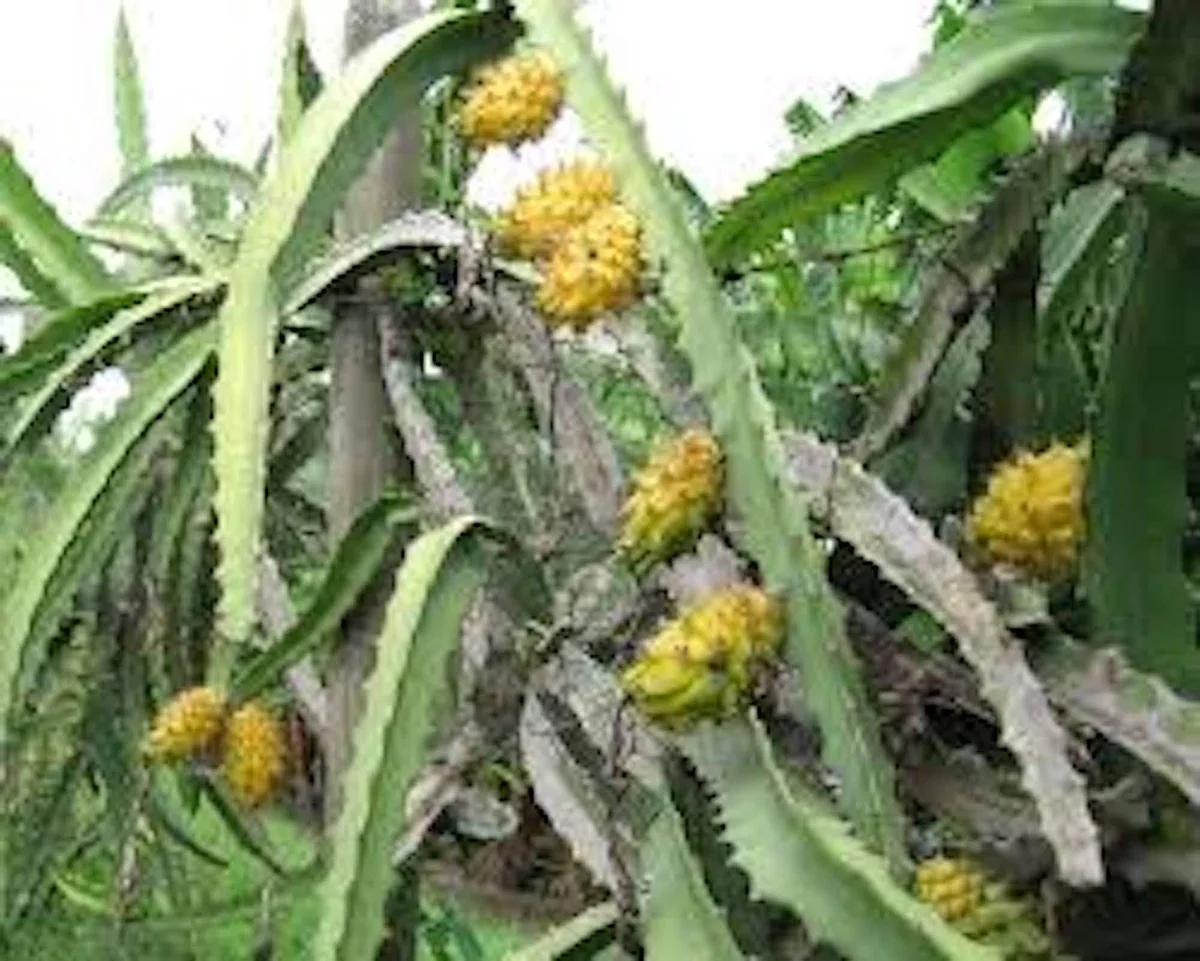 3 Yellow Dragon Fruit Starter Plugs - Selenicereus megalanthus Live Plant - Image 1