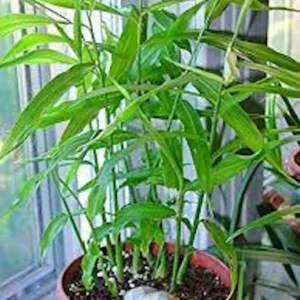 3 Yellow Ginger Root Starter Plants - Zingiber Officinale Live Plant - Image 1