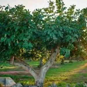 3 Yellow Long Neck Fig Tree Starter Plugs - Ficus carica - Sweet Golden Fruit - Image 7