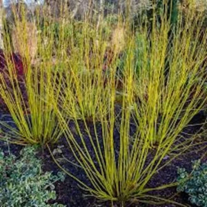 3 Yellow Twig Dogwood Live Starter Shrub - Cornus sericea 'Flaviramea' - 12-24in Tall - Image 3