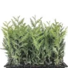 30 Emerald Green Arborvitae Tree Starter Plant Bare Root - Outdoor Privacy Evergreen - Image 1