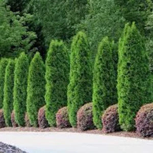 30 Emerald Green Arborvitae Tree Starter Plant Bare Root - Outdoor Privacy Evergreen - Image 5