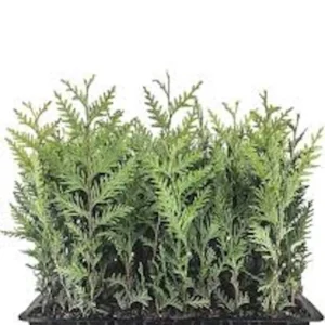 30 Emerald Green Arborvitae Tree Starter Plant Bare Root - Outdoor Privacy Evergreen - Image 6