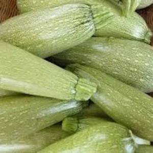 30+ Grey Zucchini Summer Squash Seeds – Organic, Non-GMO – Easy Grow Vegetable - Image 1