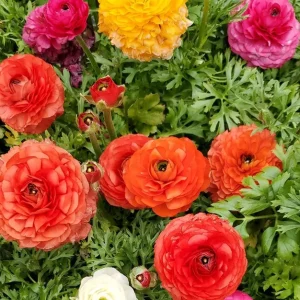 30 Mixed Ranunculus Seeds – Double Bloom Buttercups Colorful Perennial Spring Flower - Image 2