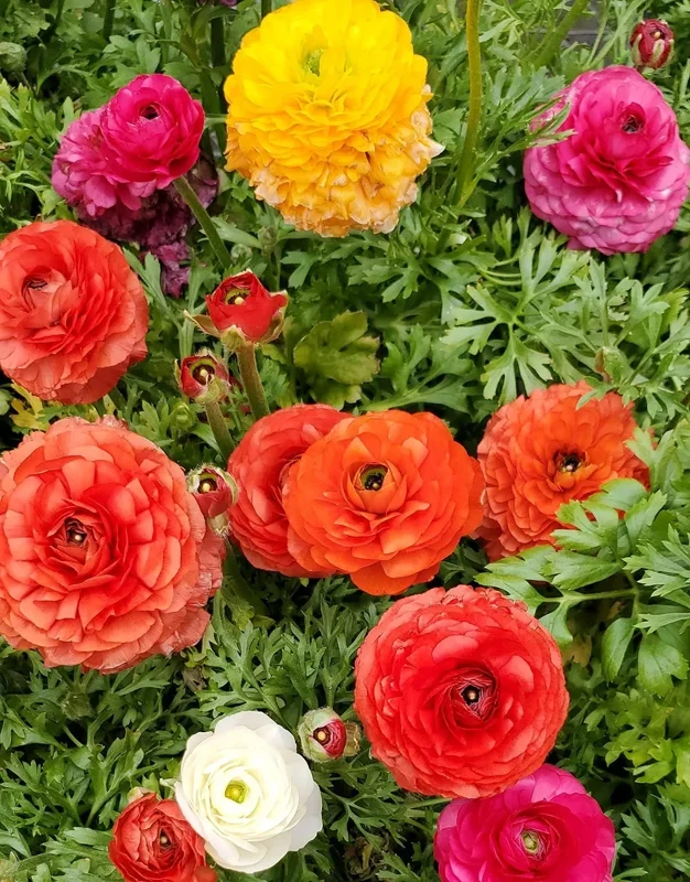 30 Mixed Ranunculus Seeds – Double Bloom Buttercups Colorful Perennial Spring Flower - Image 2