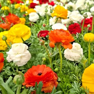 30 Mixed Ranunculus Seeds – Double Bloom Buttercups Colorful Perennial Spring Flower - Image 1
