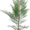 30 Murray Cypress Seedlings - Live Evergreen Privacy Screen Plants - Image 2