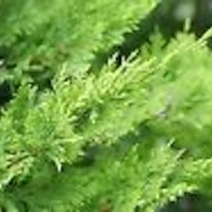 30 Murray Cypress Seedlings - Live Evergreen Privacy Screen Plants - Image 3