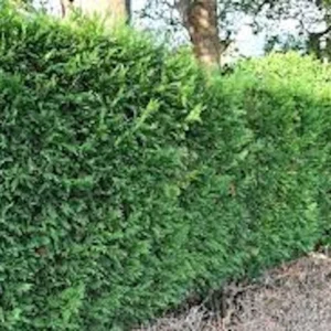 30 Murray Cypress Seedlings - Live Evergreen Privacy Screen Plants - Image 5