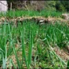 30 Organic Egyptian Walking Onion Live Plants - Perennial Edible Allium - Image 3