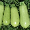 30 Organic Grey Zucchini Summer Squash Seeds - Non-GMO Vegetable Seeds - Image 1