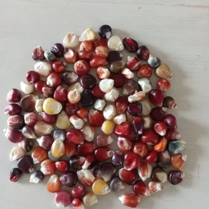 30+ Organic Rainbow Flint Corn Seeds - Multicolors, Ornamental, Non-GMO - Image 1