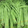 30+ Organic Yard Long Bean Seeds - NON-GMO Vegetable Seeds for Garden - Image 1
