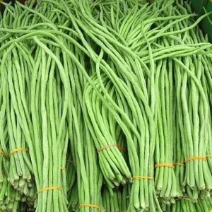 30+ Organic Yard Long Bean Seeds - NON-GMO Vegetable Seeds for Garden - Image 1