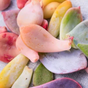 30 Succulent Leaves for Propagating - Beginner Starter Pack - Image 2