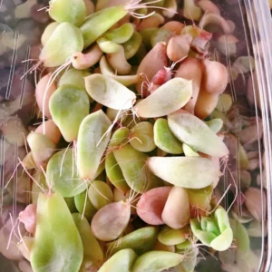 30 Succulent Leaves for Propagating - Beginner Starter Pack - Image 3