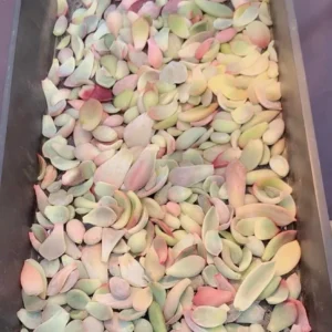 30 Succulent Leaves for Propagating - Beginner Starter Pack - Image 4