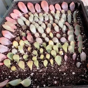 30 Succulent Leaves for Propagating - Beginner Starter Pack - Image 5