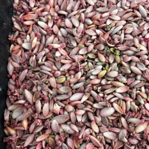 30 Succulent Leaves for Propagating - Beginner Starter Pack - Image 6