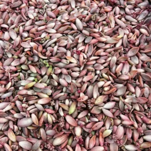 30 Succulent Leaves for Propagating - Beginner Starter Pack - Image 7