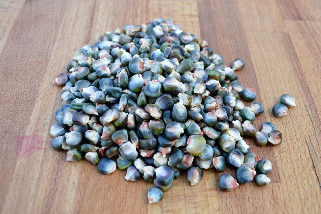 300 Oaxacan Green Corn Seeds - Historic Heirloom Three Sisters American Indian - Image 5