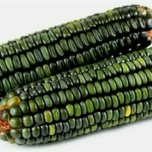 300 Oaxacan Green Corn Seeds - Historic Heirloom Three Sisters American Indian - Image 6