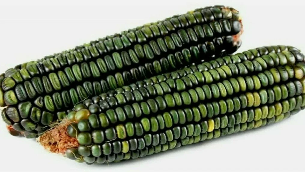 300 Oaxacan Green Corn Seeds - Historic Heirloom Three Sisters American Indian - Image 6