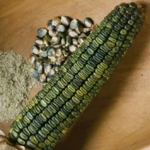 300 Oaxacan Green Corn Seeds - Historic Heirloom Three Sisters American Indian - Image 8