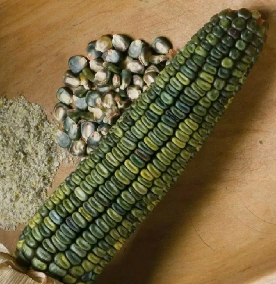 300 Oaxacan Green Corn Seeds - Historic Heirloom Three Sisters American Indian - Image 8