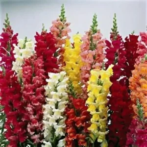 3000 Snapdragon Seeds Tetra Mix – Multi-Color Antirrhinum majus Seeds for Outdoors - Image 2