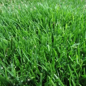 30,000 Emerald Zoysia Grass Seeds - Premium Lawn Turf, Drought & Heat Tolerant - Image 2