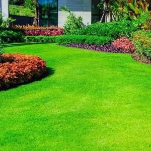 30,000 Emerald Zoysia Grass Seeds - Premium Lawn Turf, Drought & Heat Tolerant - Image 1