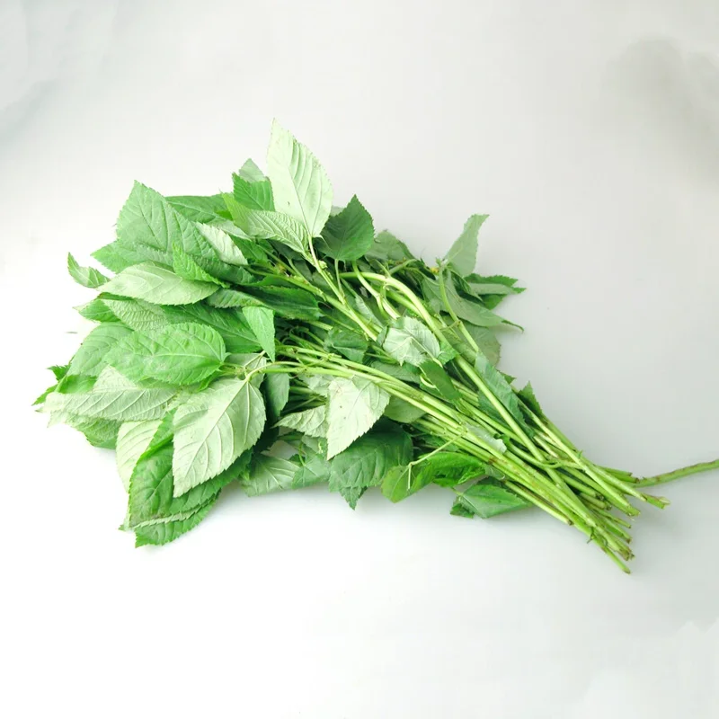 350+ Nalta Jute Seeds - Saluyot Molokhia Egyptian Spinach Rau Day - Vegetable Seeds - Image 11