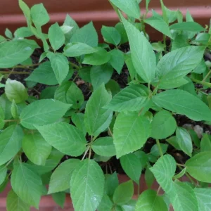 350+ Nalta Jute Seeds - Saluyot Molokhia Egyptian Spinach Rau Day - Vegetable Seeds - Image 5