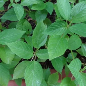 350+ Nalta Jute Seeds - Saluyot Molokhia Egyptian Spinach Rau Day - Vegetable Seeds - Image 6