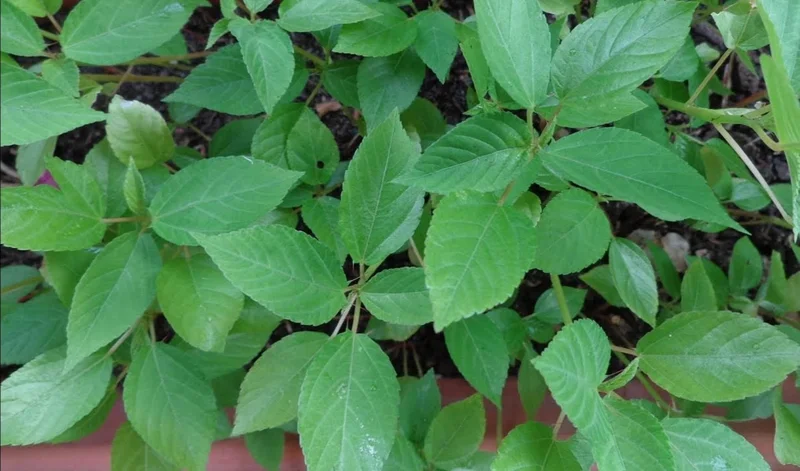 350+ Nalta Jute Seeds - Saluyot Molokhia Egyptian Spinach Rau Day - Vegetable Seeds - Image 6