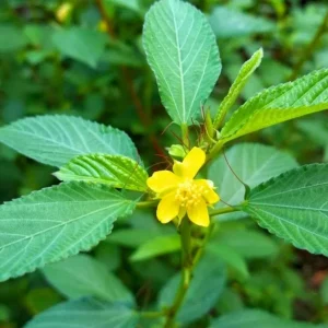 350+ Nalta Jute Seeds - Saluyot Molokhia Egyptian Spinach Rau Day - Vegetable Seeds - Image 9