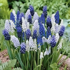 36 Muscari Deft Blue Moon Mixture Bulbs - Grape Hyacinth Flower Bulbs, Deer Resistant - Image 2