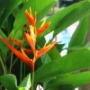 3x Orange Heliconia Rhizomes - Exotic Tropical Flower Bulbs for Garden - Image 1