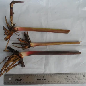3x Orange Heliconia Rhizomes - Exotic Tropical Flower Bulbs for Garden - Image 2
