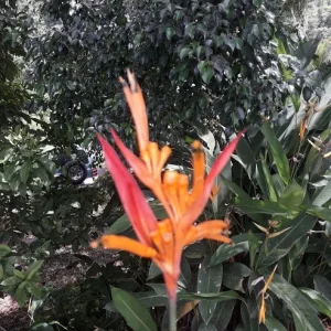 3x Orange Heliconia Rhizomes - Exotic Tropical Flower Bulbs for Garden - Image 3